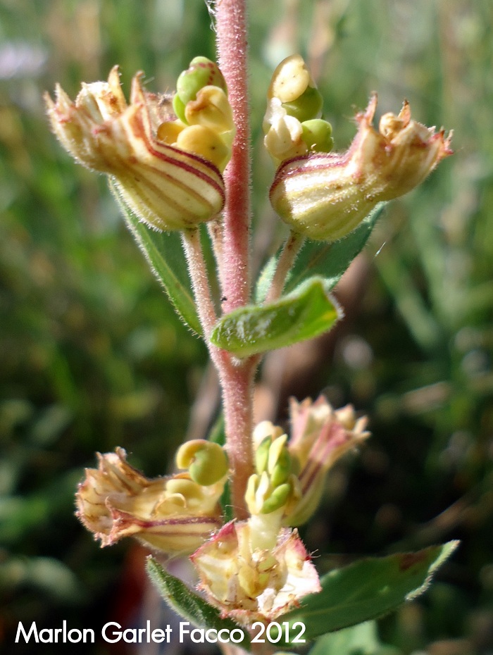 Cuphea lysimachioides