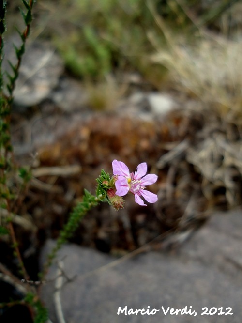 Cuphea linarioides