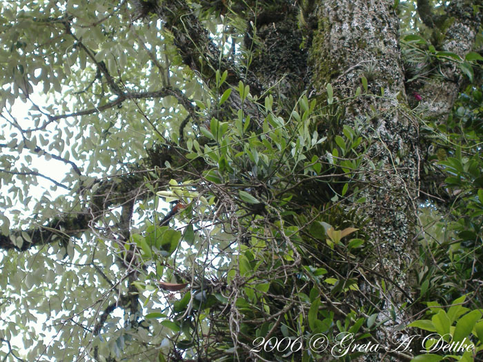 Struthanthus uraguensis