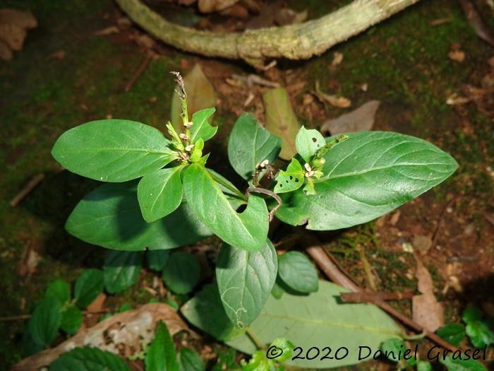 Spigelia scabra