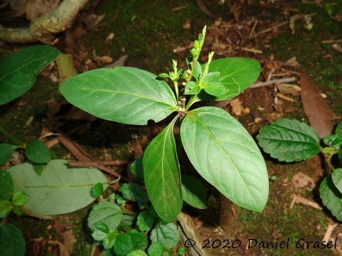 Spigelia scabra