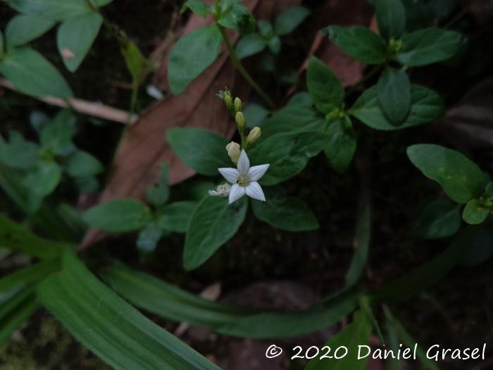 Spigelia scabra