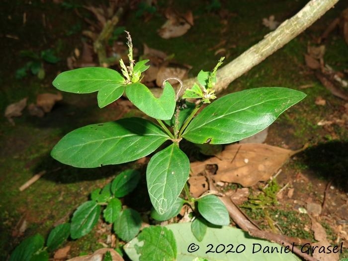 Spigelia scabra