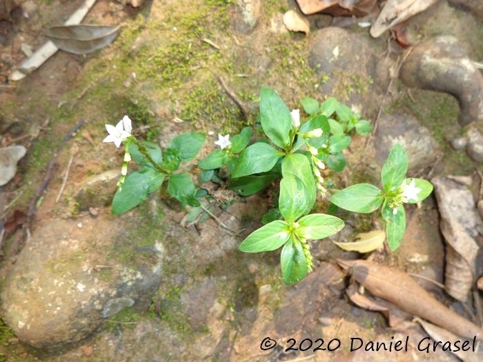 Spigelia scabra