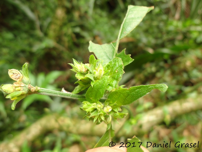 Dicliptera squarrosa