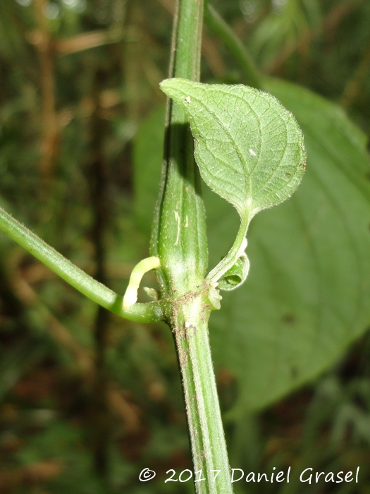 Dicliptera squarrosa