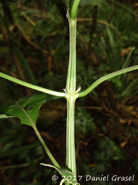 Dicliptera squarrosa