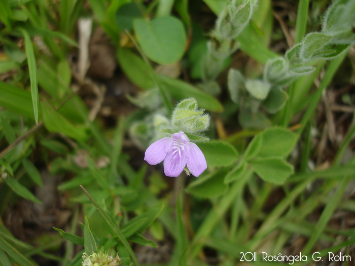 Justicia axillaris