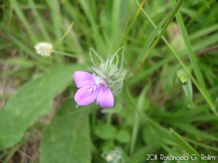 Justicia axillaris