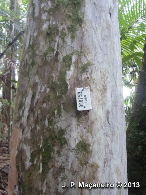 Myrciaria floribunda