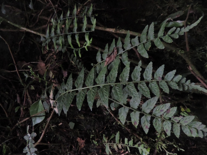 Asplenium alatum