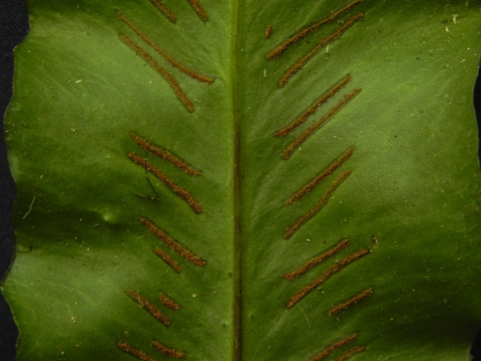 Asplenium brasiliense