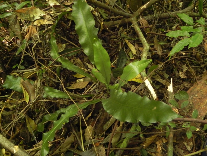 Asplenium brasiliense