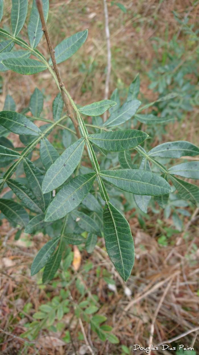 Schinus terebinthifolius