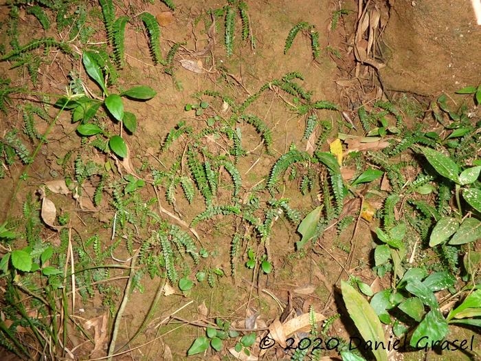 Asplenium ulbrichtii