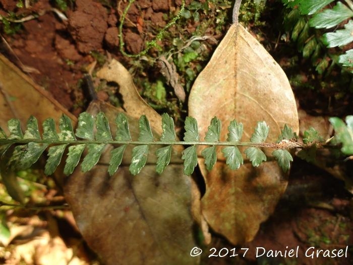 Asplenium ulbrichtii