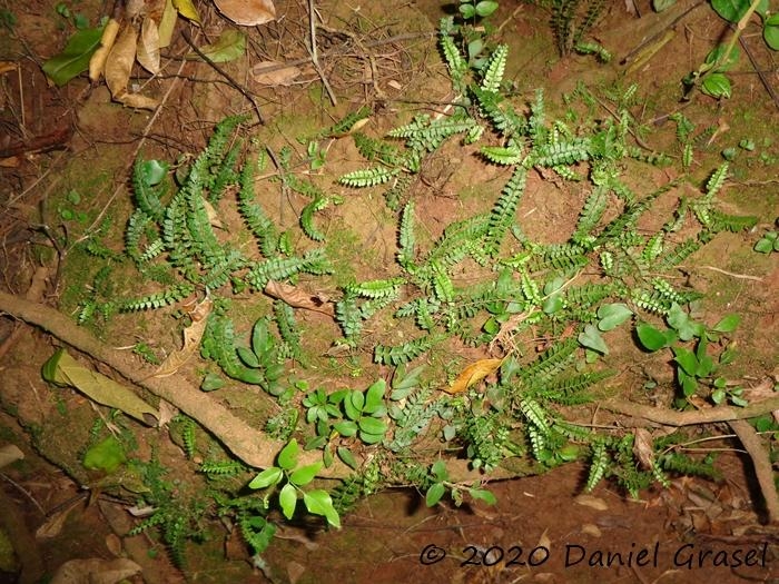 Asplenium ulbrichtii