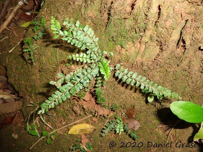 Asplenium ulbrichtii