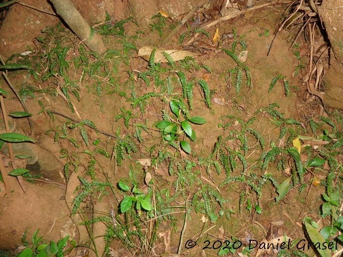 Asplenium ulbrichtii