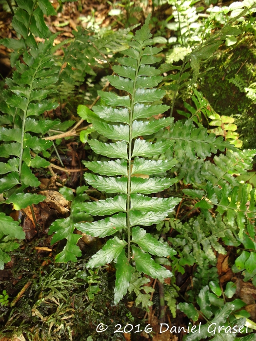 Asplenium inaequilaterale