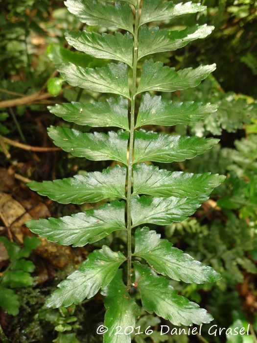 Asplenium inaequilaterale