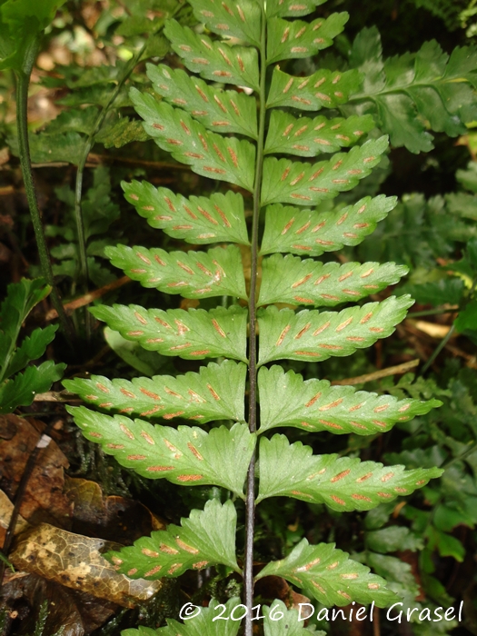 Asplenium inaequilaterale