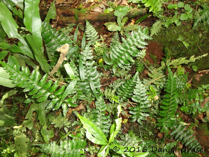 Asplenium inaequilaterale