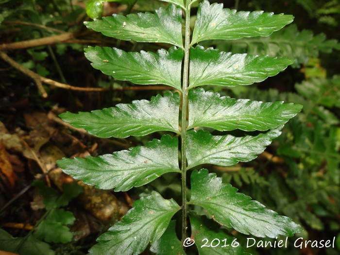 Asplenium inaequilaterale