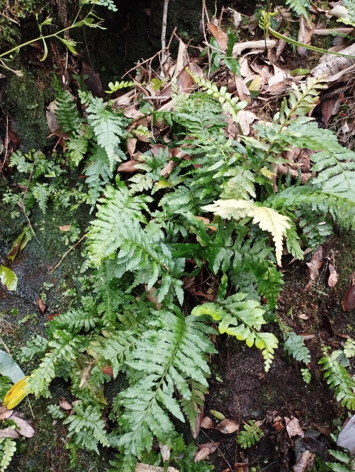 Asplenium inaequilaterale