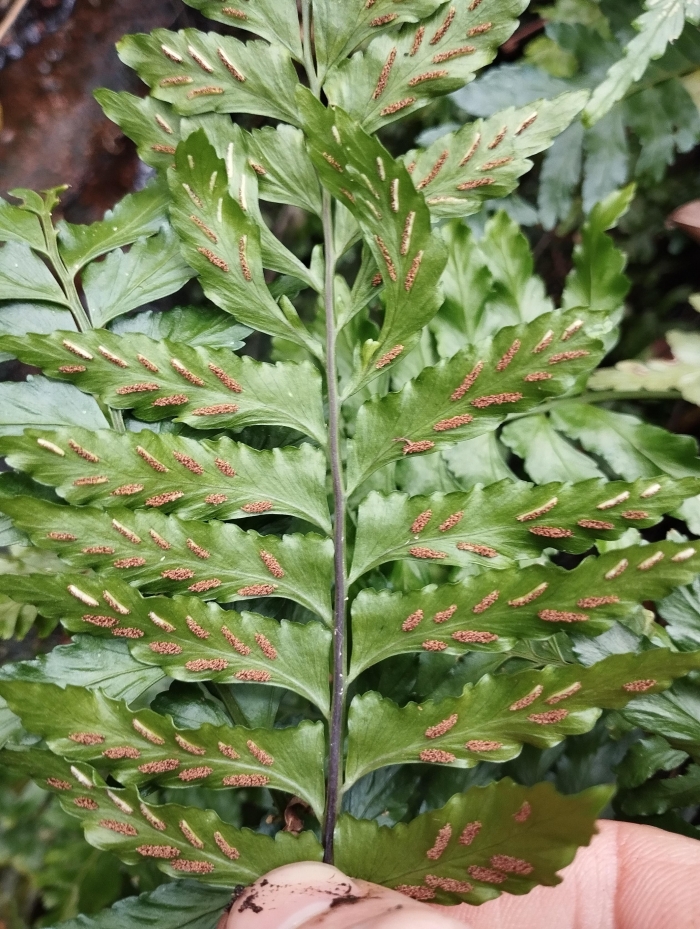 Asplenium inaequilaterale