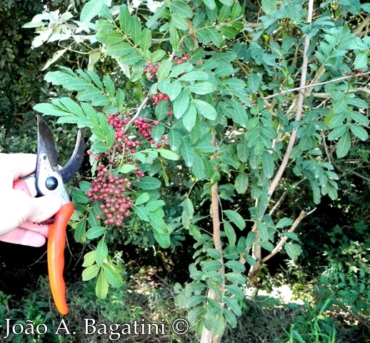 Schinus terebinthifolius