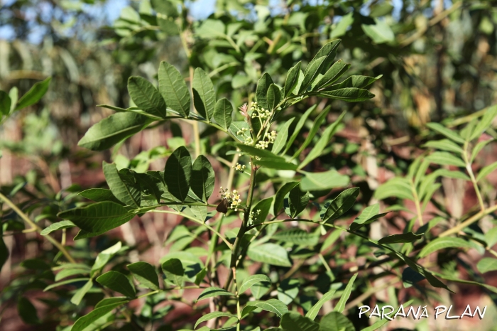 Schinus terebinthifolius