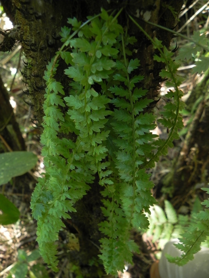 Asplenium mucronatum
