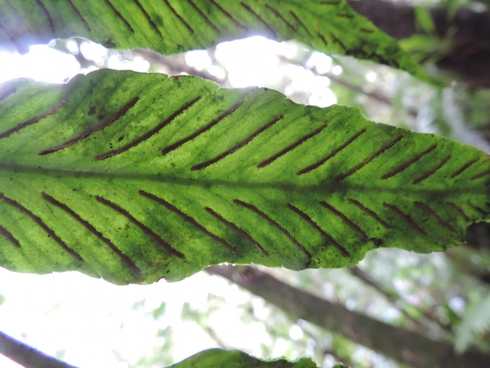 Asplenium oligophyllum