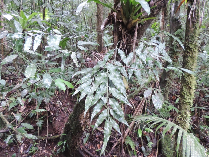 Asplenium oligophyllum