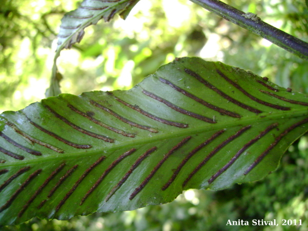 Asplenium oligophyllum