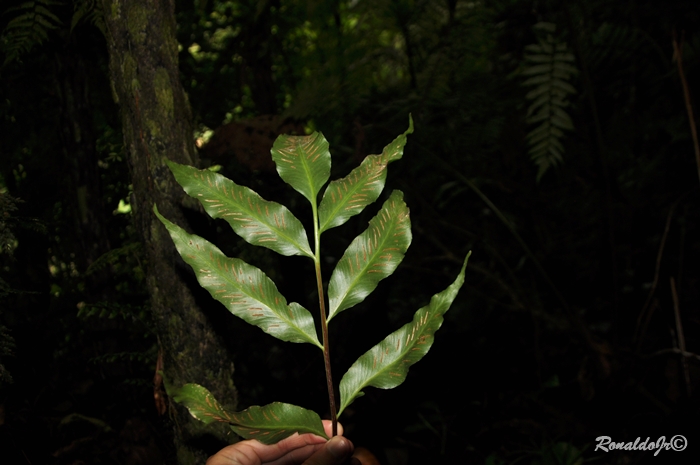 Asplenium oligophyllum