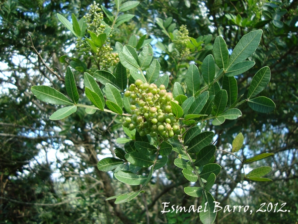 Schinus terebinthifolius