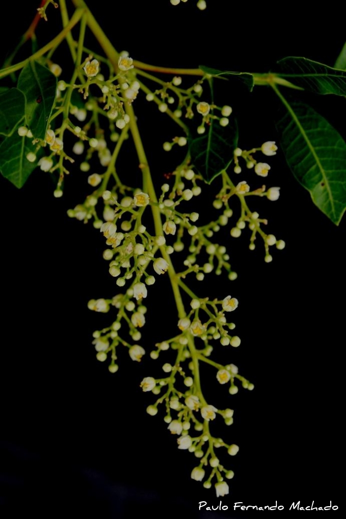 Schinus terebinthifolius