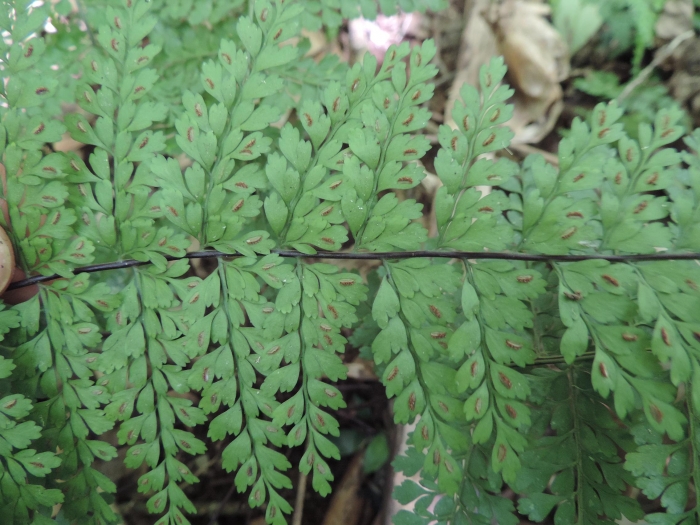 Asplenium uniseriale