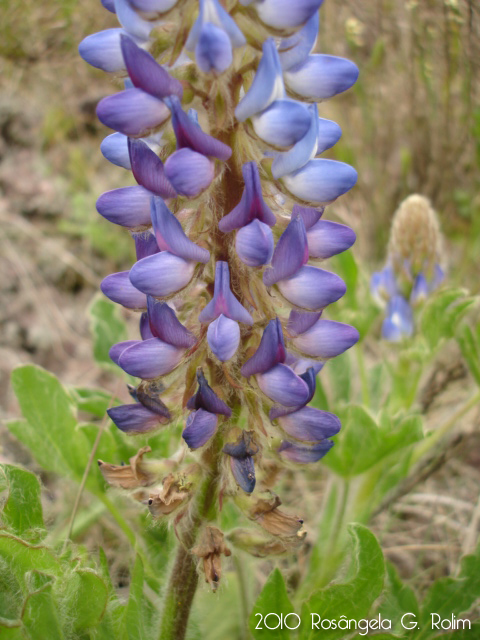 Lupinus reitzii