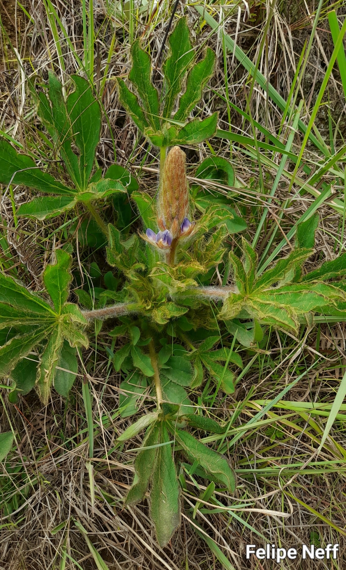 Lupinus reitzii