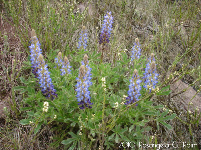 Lupinus reitzii