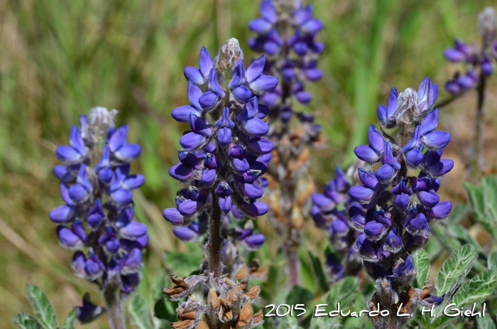 Lupinus reitzii