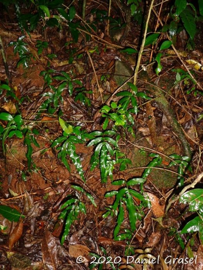 Blechnum gracile