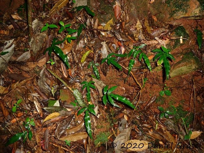 Blechnum gracile