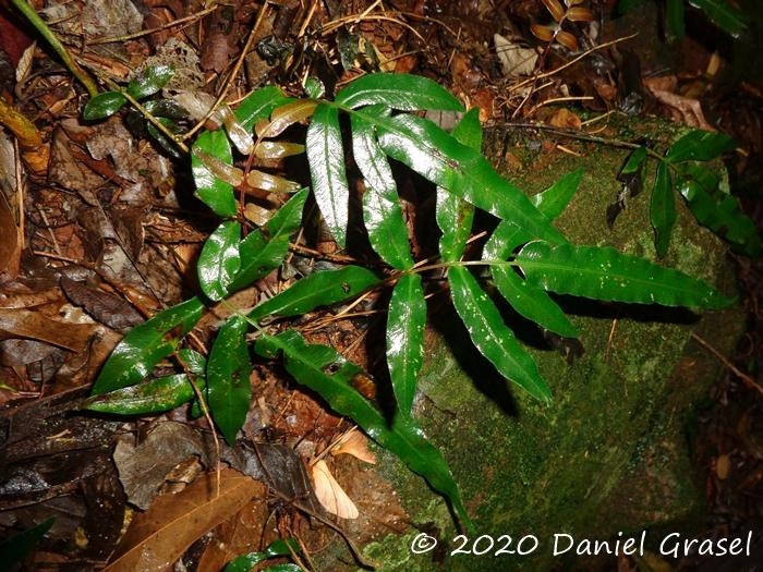 Blechnum gracile