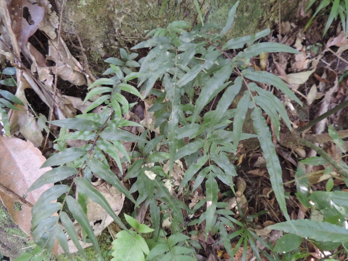 Blechnum gracile
