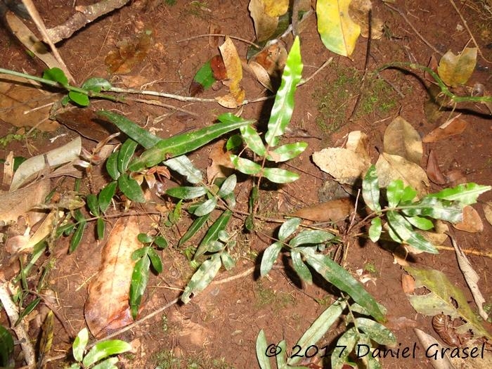 Blechnum gracile