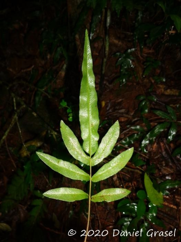 Blechnum gracile